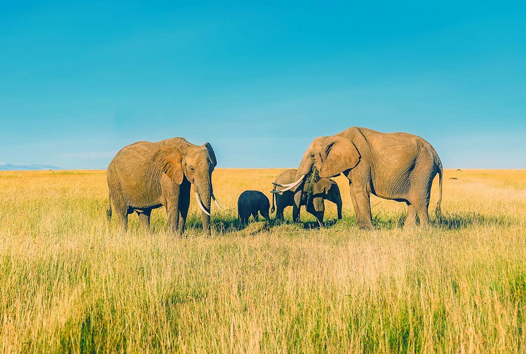 Elephant Guides Of Nepal